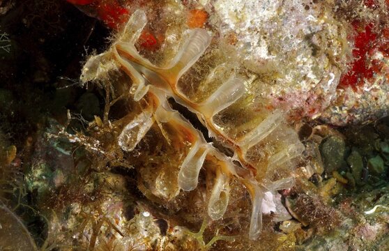 Spiny pinna (Pinna rudis), mussel, on an underwater rocky reef, dive site at the Cap de Creus Marine Reserve, Rosas, Costa Brava, Spain, Mediterranean Sea
