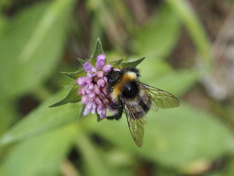 Garden bumblebee (Bombus hortorum) on a small purple flower, surrounded by green vegetation, Goms, Canton of Valais, Switzerland
