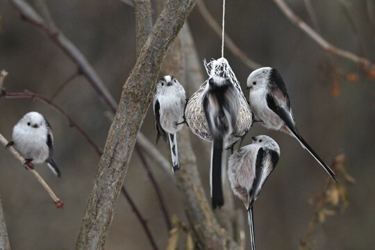 Long-tailed Tit (Aegithalos caudatus) small troop at a titmouse dumpling at winter feeding, Allg&auml;u, Bavaria, Germany