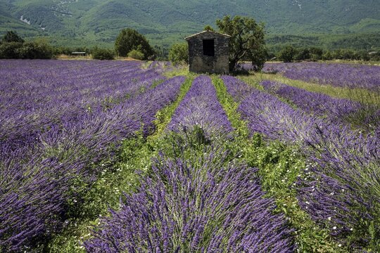 Old stone house with tree in lavender field, flowering true lavender (Lavandula angustifolia), on the D4100 near Cereste, Provence-Alpes-Cote d Azur, Provence, South of France, France