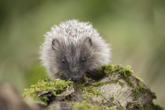 European hedgehog (Erinaceus europaeus) adult on a fallen tree branch, Suffolk, England, United Kingdom