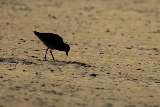 Common redshank (Tringa totanus) silhouette of an adult wading bird feeding on a coastal mudflat at sunset, England, United Kingdom