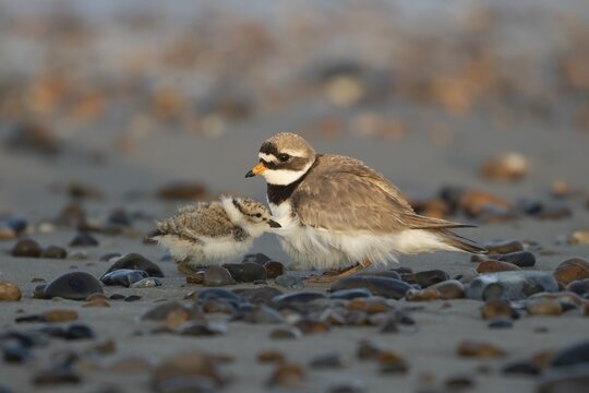 Ringed plover (Charadrius hiaticula) adult bird with juvenile chick on a shingle beach, Suffolk, England, UK