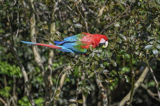 Red-and-green macaw (Ara chloroptera) eats, Cambyret&aacute;, Esteros del Iber&aacute;, Corrientes Province, Argentina