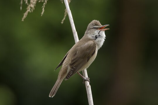 Great Reed Warbler (Acrocephalus arundinaceus) sings to reed stalk, Baden-W&uuml;rttemberg, Germany