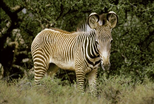 Grevy&acute;s Zebra foal ( Equus grevyi ) - Samburu National Reserve - Kenya Africa /