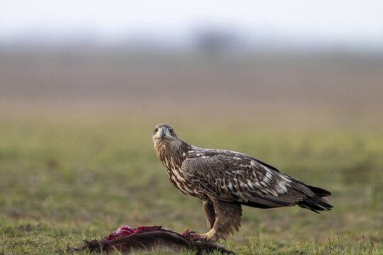 White-tailed eagle (Haliaeetus albicilla), bird, sideways, on prey, in the meadow, Kiskunsag National Park, Hungary