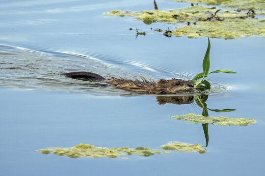 A beaver (Castoridae) with a plant in its mouth is swimming in the water, a small lagoon, Dossenheim, Rhein-Neckar district, Baden-W&uuml;rttemberg, Germany