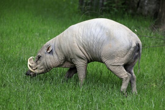 North sulawesi babirusa (Babyrousa celebensis), adult, male, foraging, captive, Sulawesi
