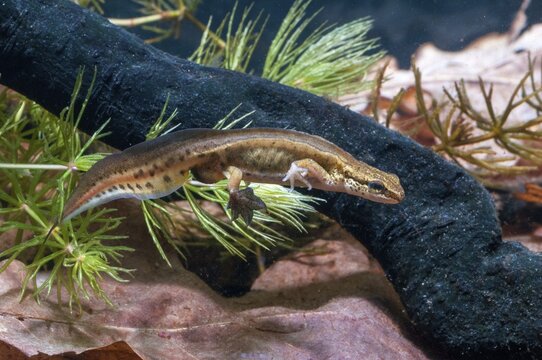 Threaded newt, Lissotriton helveticus, palmate newt, Triturus helveticus, amphibians, amphibians, caudata, amphibians, males, newts, newts, tailed amphibians, water newts