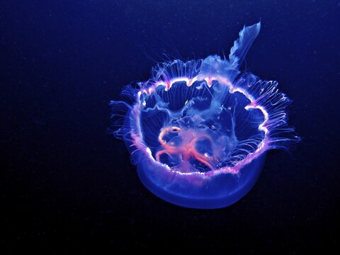 A Common jellyfish (Aurelia aurita) floating in the dark waters of the ocean. Dive site Amber Jack, Destin, Panhandle, Gulf of Mexico, Florida, USA