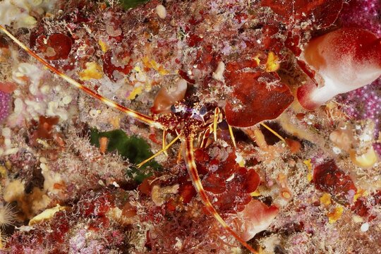 European crayfish (Palinurus elephas) among colourful algae, colourful underwater, dive site Giens Peninsula, Mediterranean Sea, Porquerolles, Provence, C&ocirc;te d'Azur, France