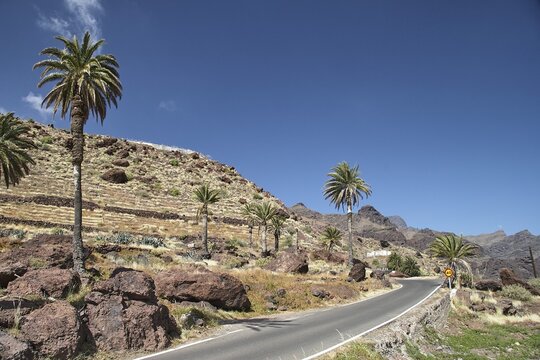 Narrow asphalt road, palm trees, blue sky, white clouds, Barranco de la Aldea, gorge, Gran Canaria, Canary Islands, Spain