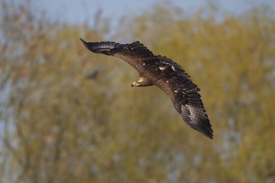Steppe eagle (Aquila nipalensis) adult bird in flight, England, United Kingdom, Captive