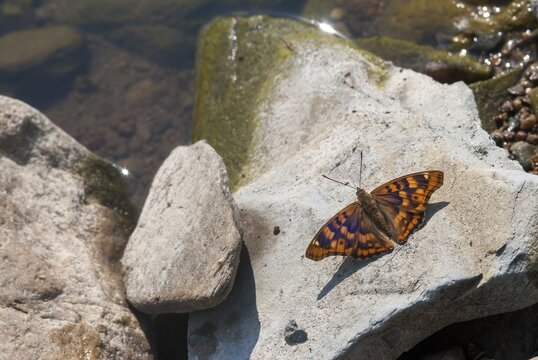 Apatura Metis, Danube Butterfly, Freyer's Purple Emperor, Bulgaria, Butterfly, Insects, Male, Butterfly, Butterfly, Butterfly, Eastern Schiller Butterfly