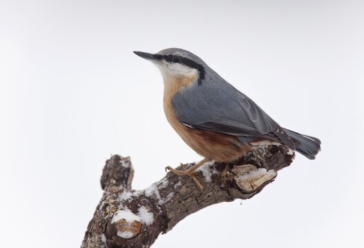 Nuthatch (Sitta europaea)