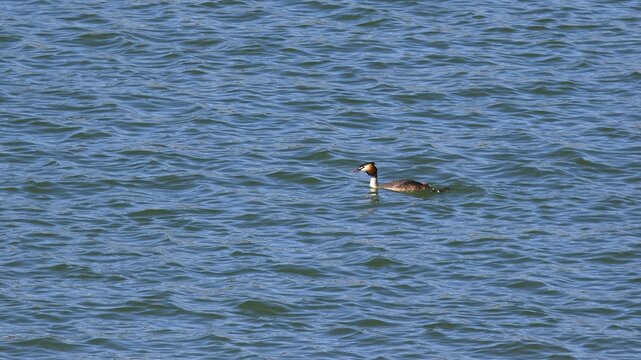 Great Crested Grebe (Podiceps Scalloped ribbonfish magnus), swimming alone on a large blue body of water, Gadoura, Gadouras Reservoir, Rhodes, Dodecanese, Greek Islands, Greece