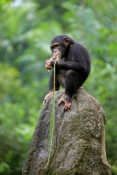 Chimpanzee, (Pan troglodytes troglodytes), kitten, uses tool, eating, Africa, captive, occurrence Africa
