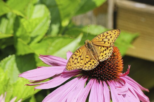 Emperor's Cloak (Argynnis paphia), sitting on a purple coneflower or red coneflower (Echinacea purpurea, Rudbeckia purpurea), Wilnsdorf, North Rhine-Westphalia, Germany