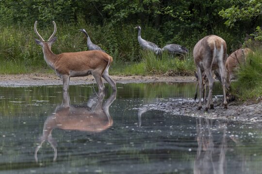 Encounter of red deer (Cervus elaphus) and cranes (Grus grus) at a forest lake, whereby especially the first crane seems to be less enthusiastic, the sparrow makes a rather interested impression, family, animal child, June, Germany
