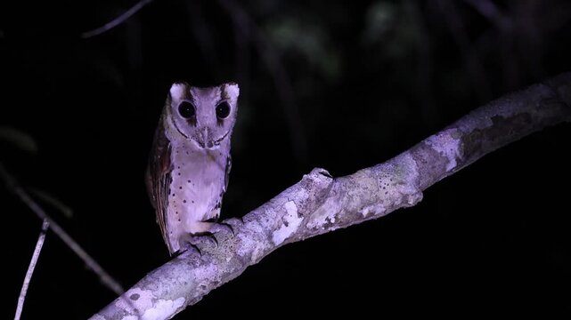 oriental bay owl is a type of bay owl, usually classified with barn owls