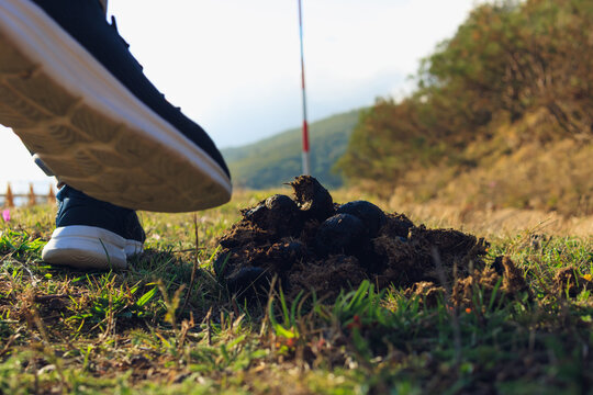 Foot stepping on fresh horse manure in a grassy field, depicting bad luck, misfortune, or an unexpected problem while walking outdoors on an autumn day