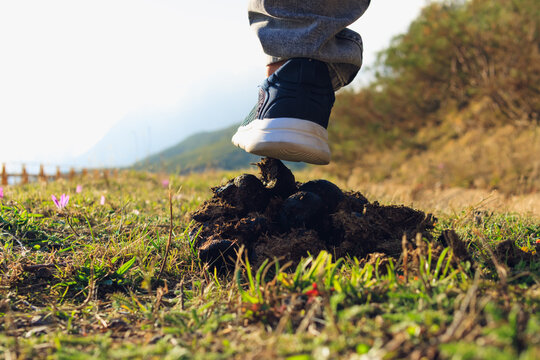 Sneaker stepping into a pile of horse manure on green grass, representing bad luck, an accident, or an unpleasant outdoor surprise on a sunny day