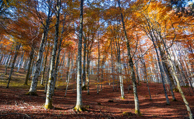 Obraz premium The sun slowly sets, painting the silent forest gold and red.