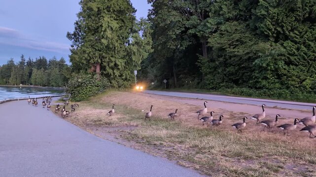 Large flock of Canadian geese walking around a public park at dusk, goslings with families