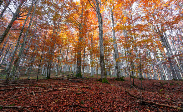 Splendid mosaic of scarlet leaves illuminated by the last rays of sunlight