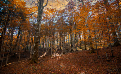 Obraz premium Spectacular symphony of orange and red hues under the autumn twilight sky