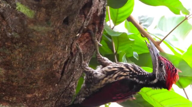 A Crimson-backed Flameback, a woodpecker endemic to Sri Lanka, forages on a moss-covered tree trunk in a tropical rainforest, its crimson crest standing out against green foliage.