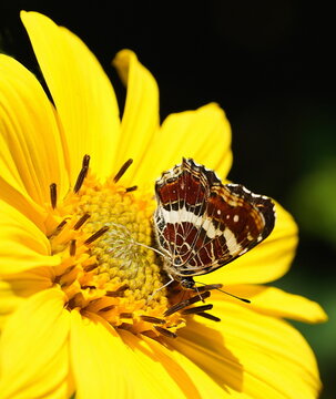map butterfly on a sunflower