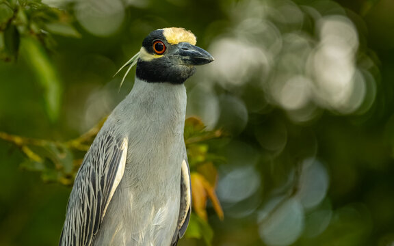 adulter Nachtreiher (Nycticorax nycticorax)