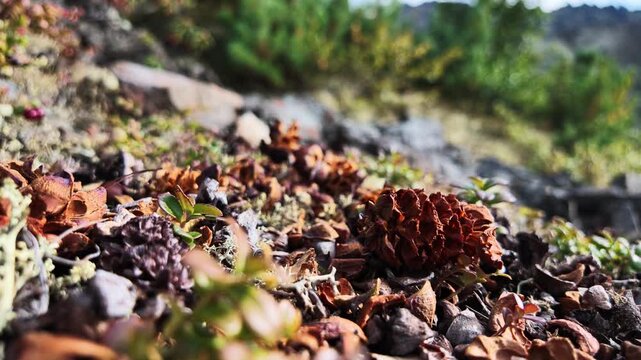Dried pinecones and scattered scales rest on a mossy forest floor among small rocks and sparse green vegetation, set against a blurred background of trees and distant hills in a static.