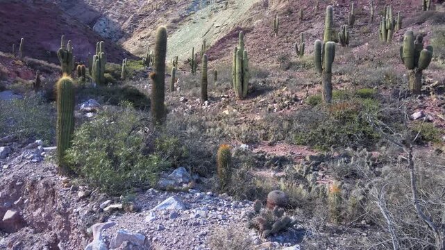 Tall cardon cacti dot a rocky Andean canyon slope in Jujuy, Argentina under bright daytime light.