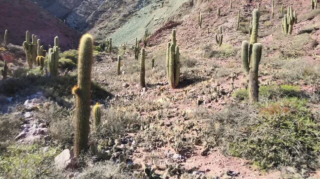 Cardon cacti stand across a rocky desert hillside near Maimar&aacute; in Jujuy, Argentina under bright daylight.