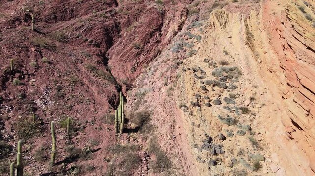 Tall columnar cacti rise from a dry eroded gully beside layered desert cliffs as the drone flies forward over the rugged Jujuy landscape.