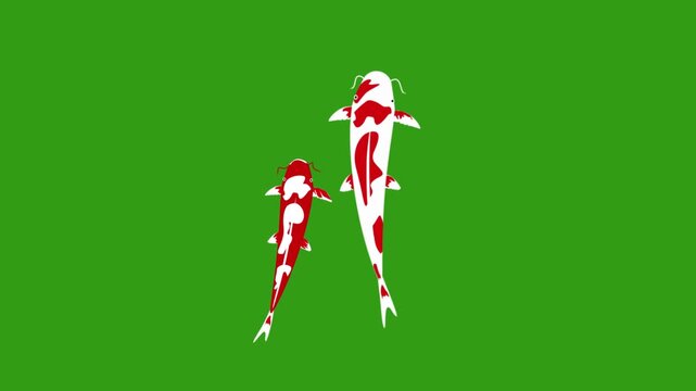 Animation cartoon koi fish swimming isolated green background. animals water movement