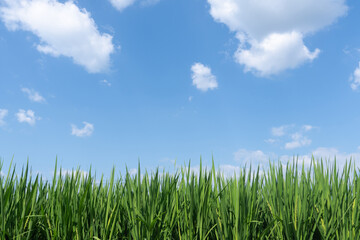 Fototapeta premium Lush green rice stalks in the foreground with blue sky and white clouds above.