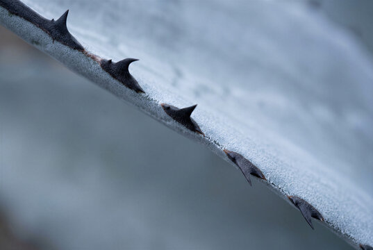Macro of sharp botanical agave succulent leaf edge with prickly thorn and spine details.