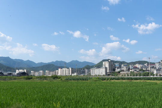 Green rice field in the foreground, rows of buildings in the middle ground, and rolling mountains with blue sky and white clouds in the background.
