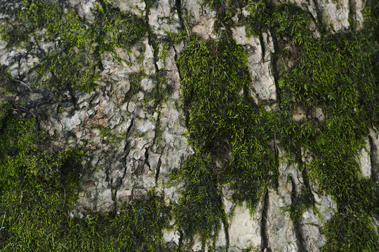 Vertically growing green moss attached to rough tree bark with deep dark furrows.