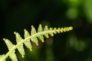 Close-up of a green fern frond with fine hairs on the surface against a dark green background. © TWODOGAI