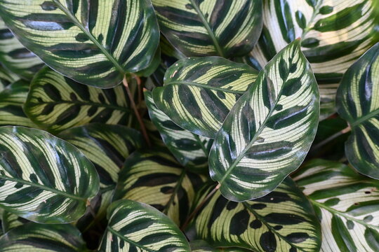 美しい模様を持つ観葉植物の葉
