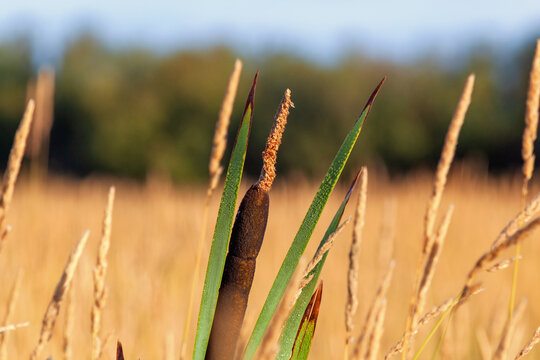 Close-up of a bulrush seed head emerging from wetland grasses