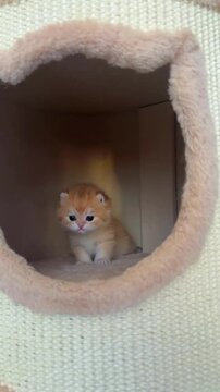 Tiny ginger kitten sitting inside a soft plush cat tree condo looking around during this cute motion video animation clip