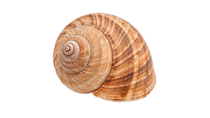 Natural spiral sea snail shell brown striped seashell element isolated on plain backdrop © Jack