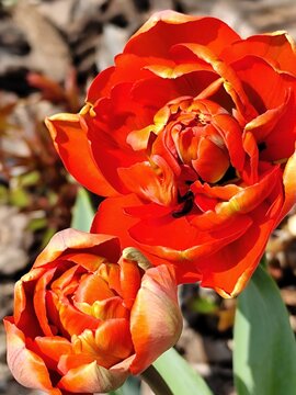 Red Tulip Flowers Bud. Top view petal floral backgrounds. Peony Tulips in Sunlight Close-up, Vibrant Spring Garden.