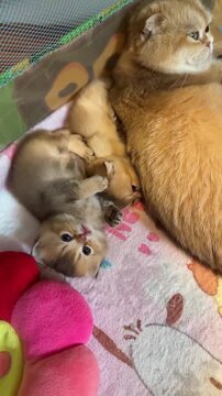 Ginger mother cat cuddling with her playful small kitten in this sweet adorable video motion footage capturing warm family love